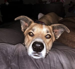 Dog head resting on legs